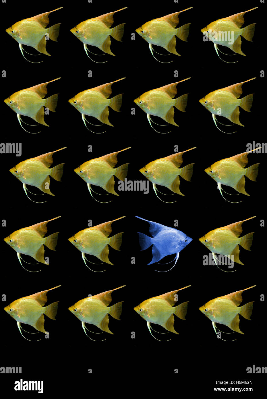 the fish Stock Photo