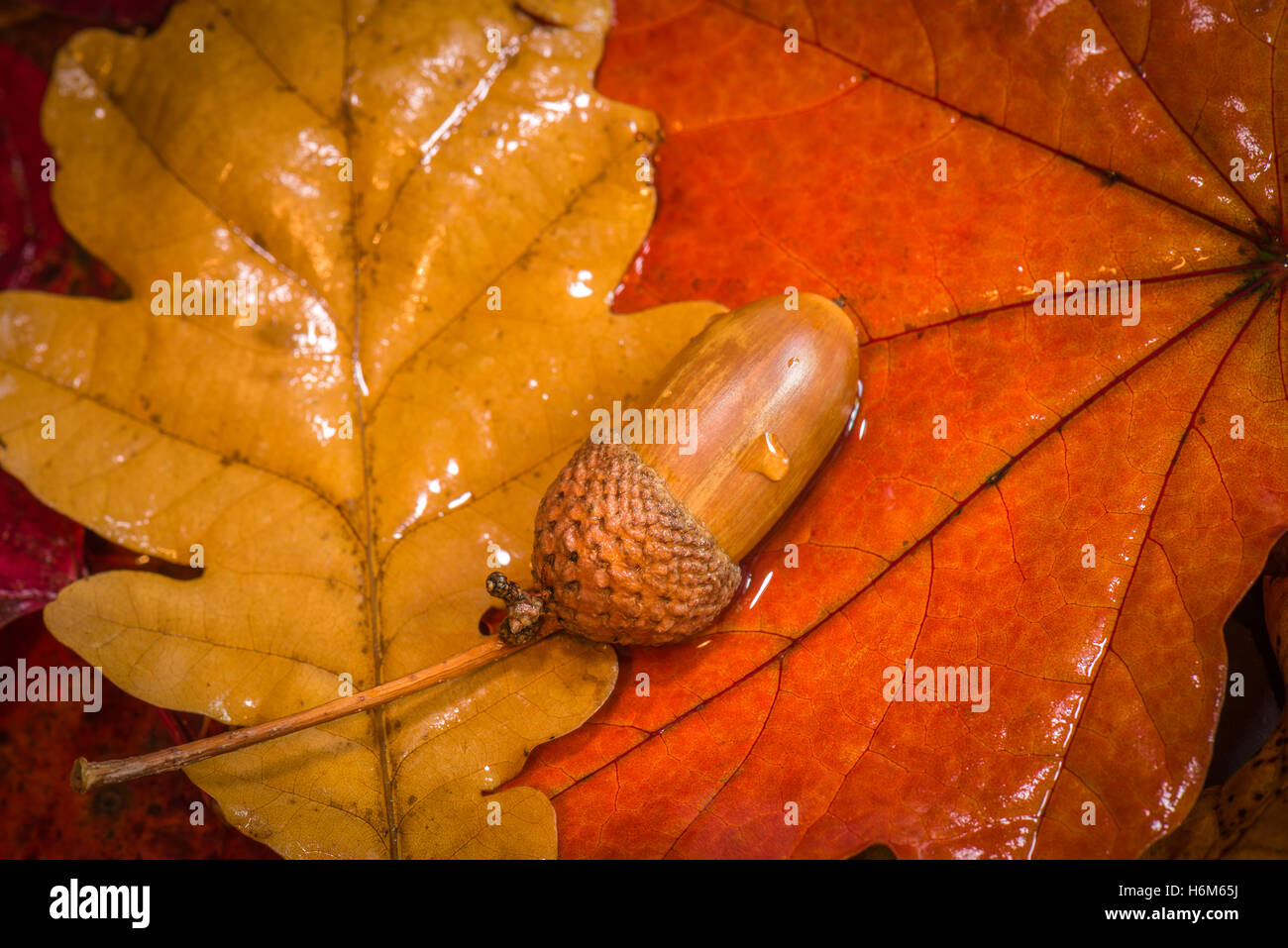 Acorn and Autumn Colours Stock Photo