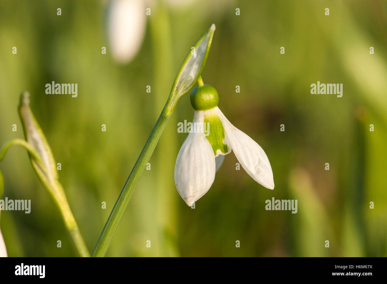 snowdrop (Galanthus nivalis) close up of single flower growing in woodland in early spring, Norfolk, England Stock Photo