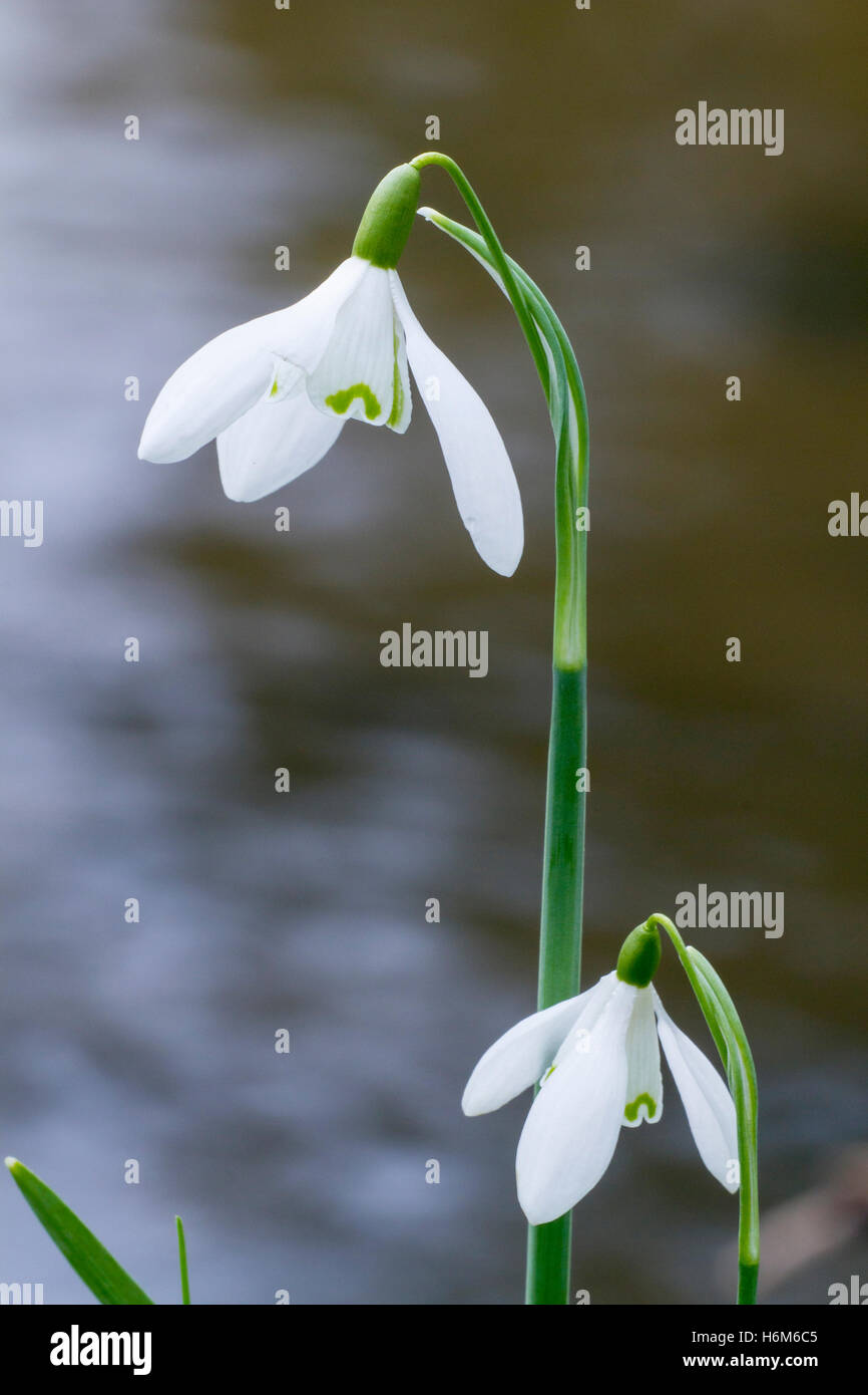 snowdrop (Galanthus nivalis) close up of single flower growing in woodland in early spring, Norfolk, England Stock Photo