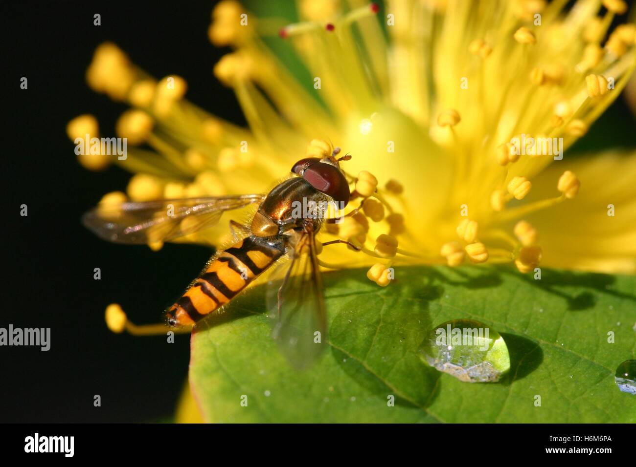 Sun spiders hi-res stock photography and images - Alamy