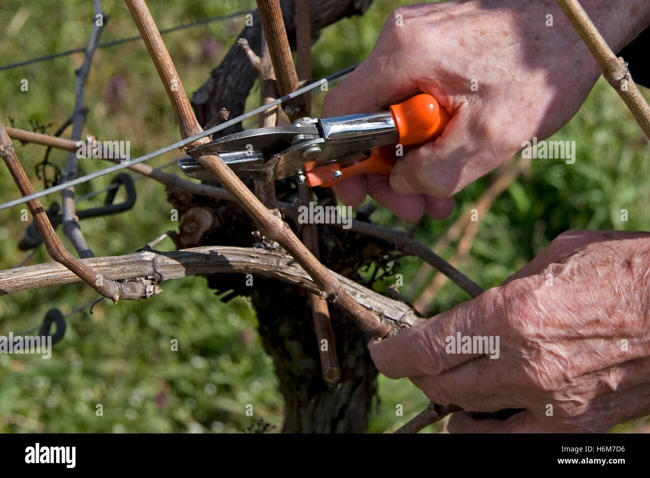 agriculture Stock Photo