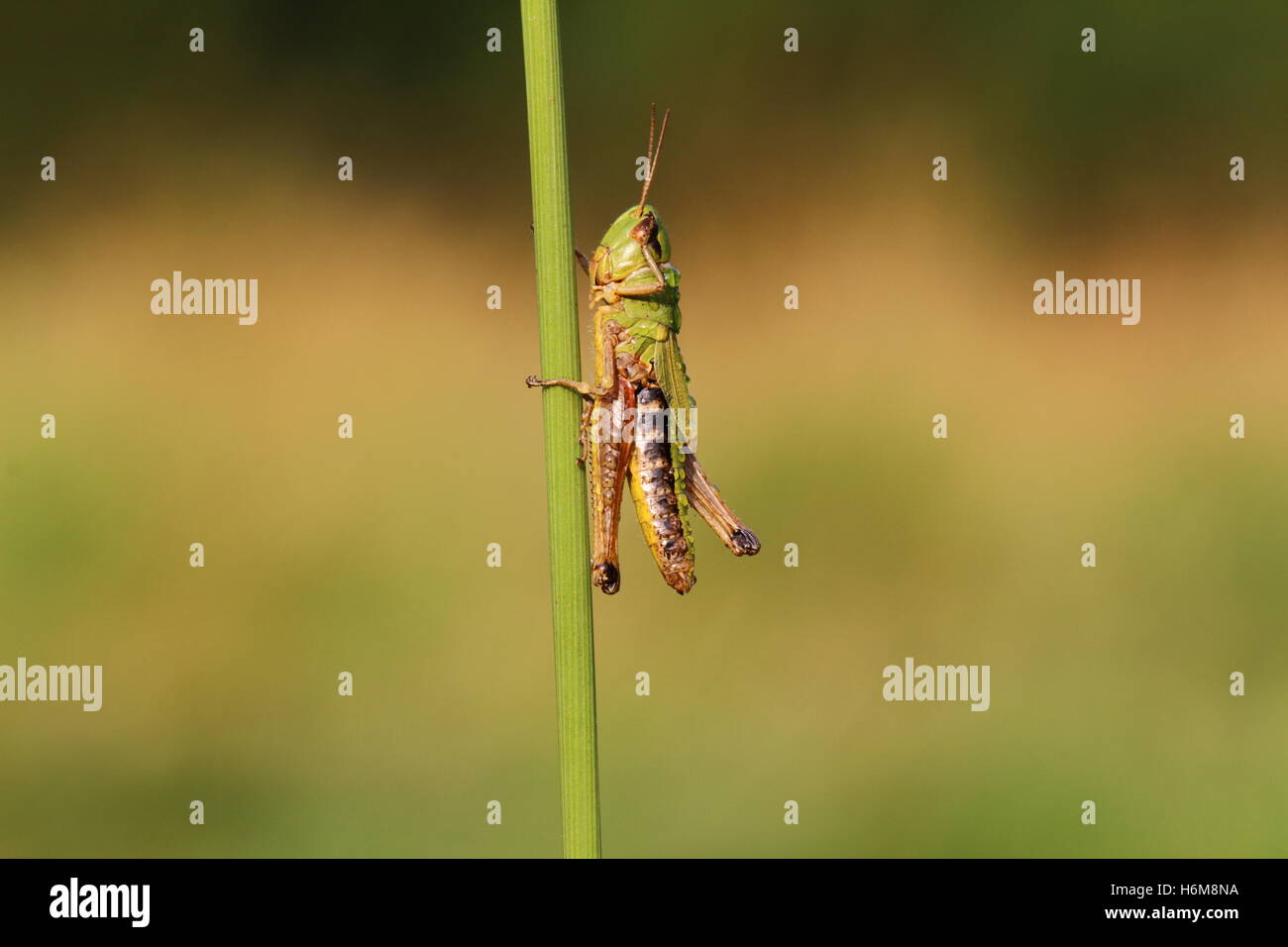 Meadow Grasshopper Stock Photo
