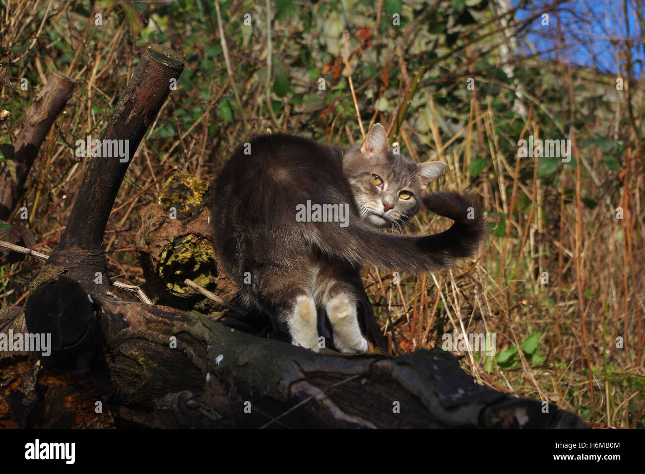 Tabby cat climbing in tree Stock Photo - Alamy