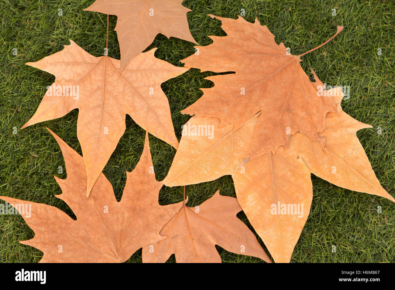 Dry leaves on the green grass. Autumn arrives Stock Photo - Alamy