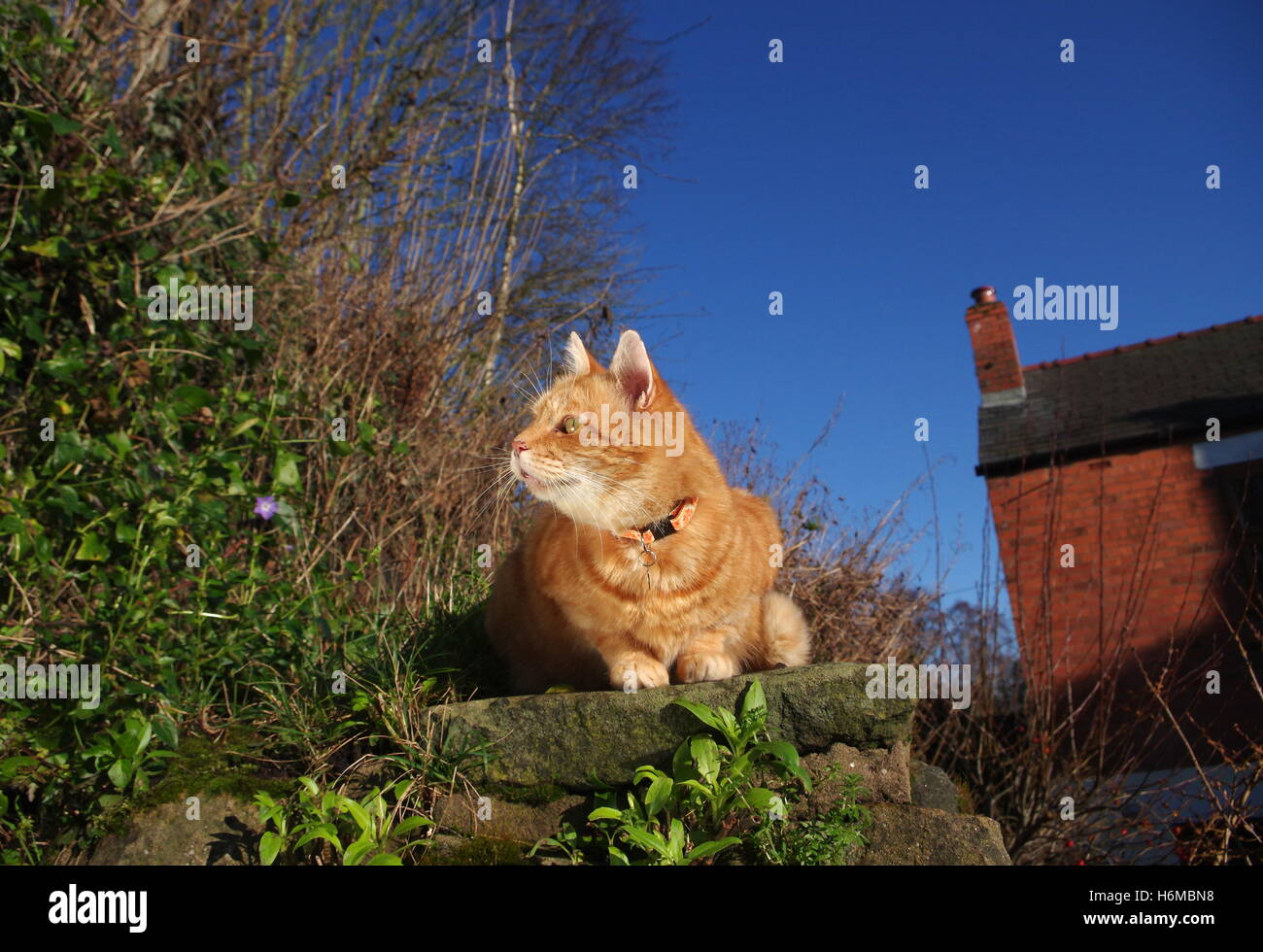 Ginger cat on stone wall Stock Photo Alamy