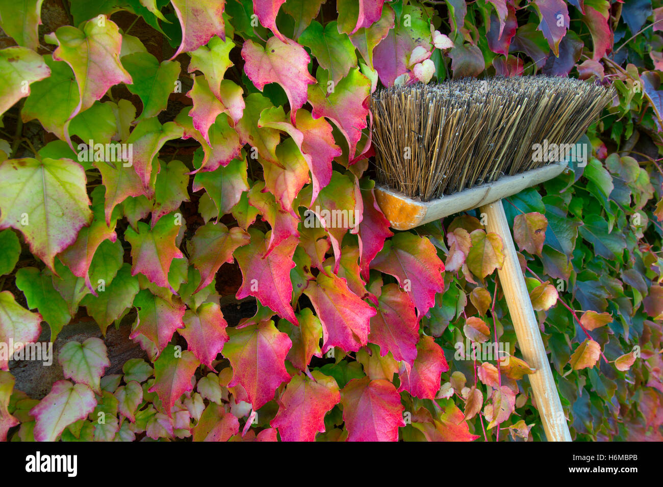 Virginia creeper Parthenocissus quinquefolia and garden broom in autumn Stock Photo