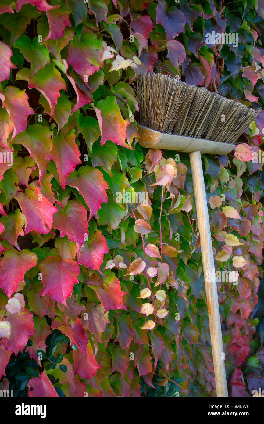 Virginia creeper Parthenocissus quinquefolia and garden broom in autumn Stock Photo