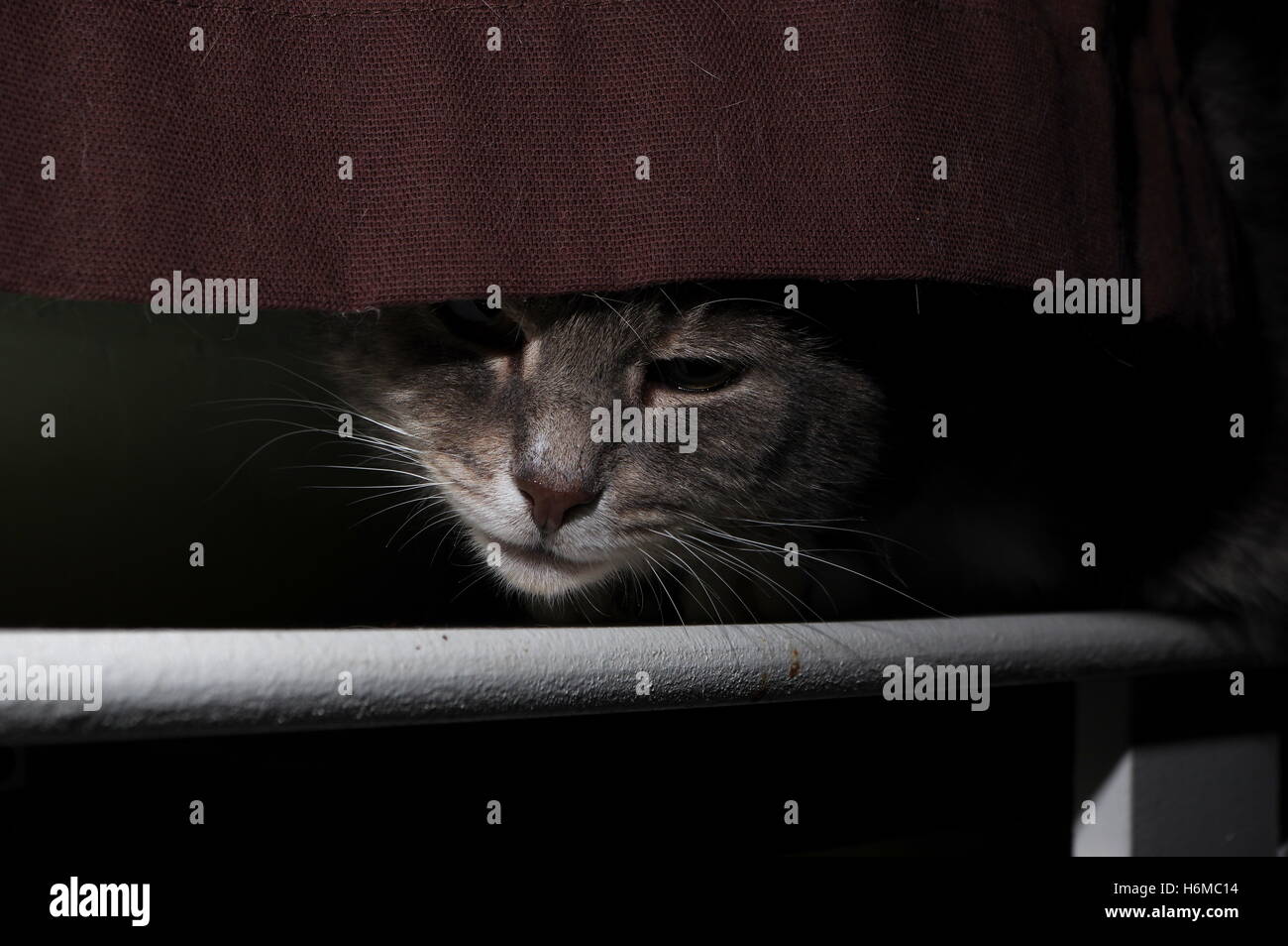 Hiding behind curtain hires stock photography and images Alamy