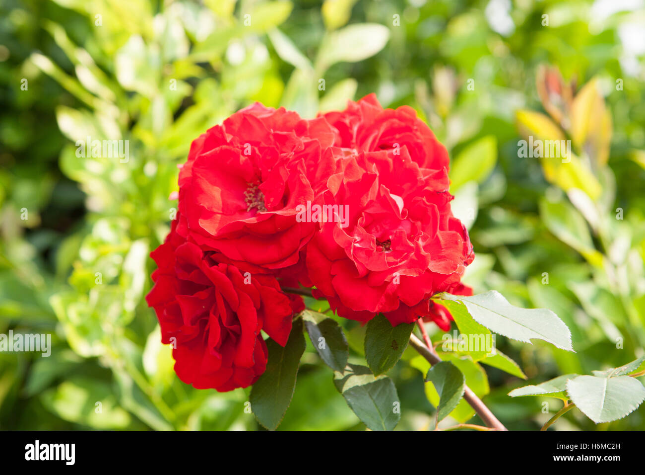 Wild rose with many beautiful red roses Stock Photo - Alamy