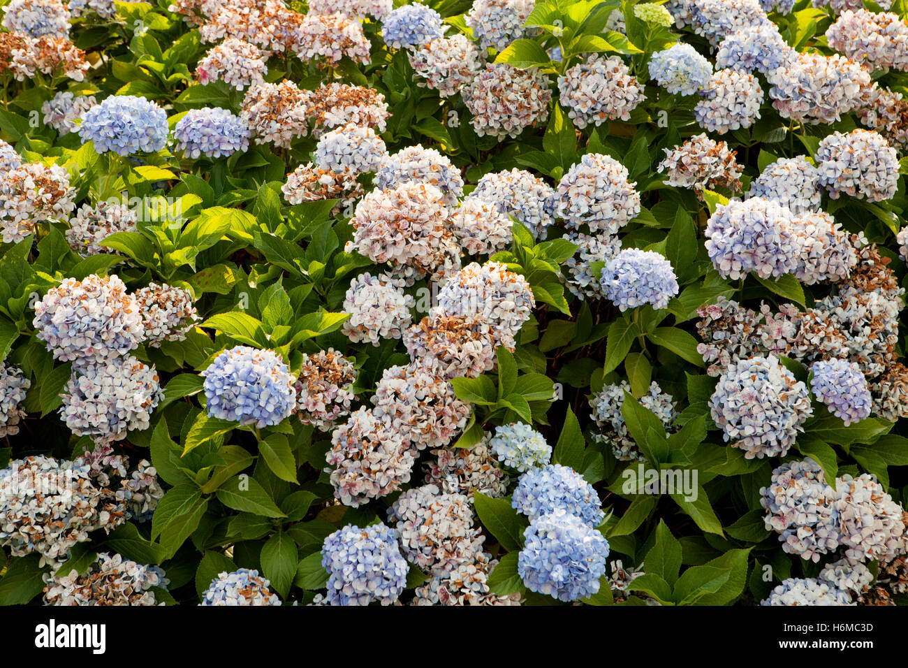 Big hydrangea plant with many flowers Stock Photo Alamy