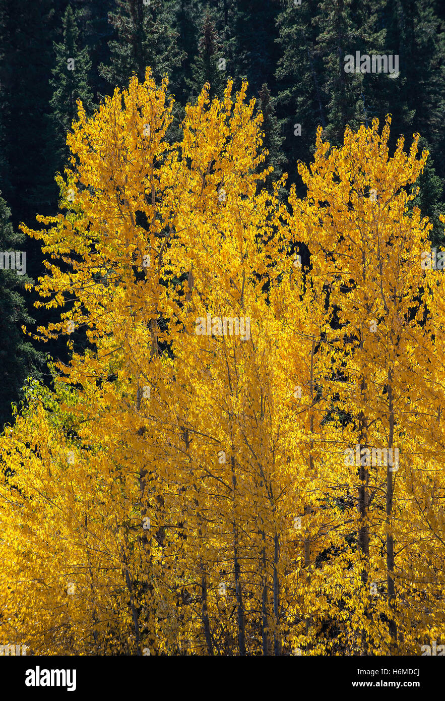 Aspen trees (Populus species) in autumn color, Glacier National Park