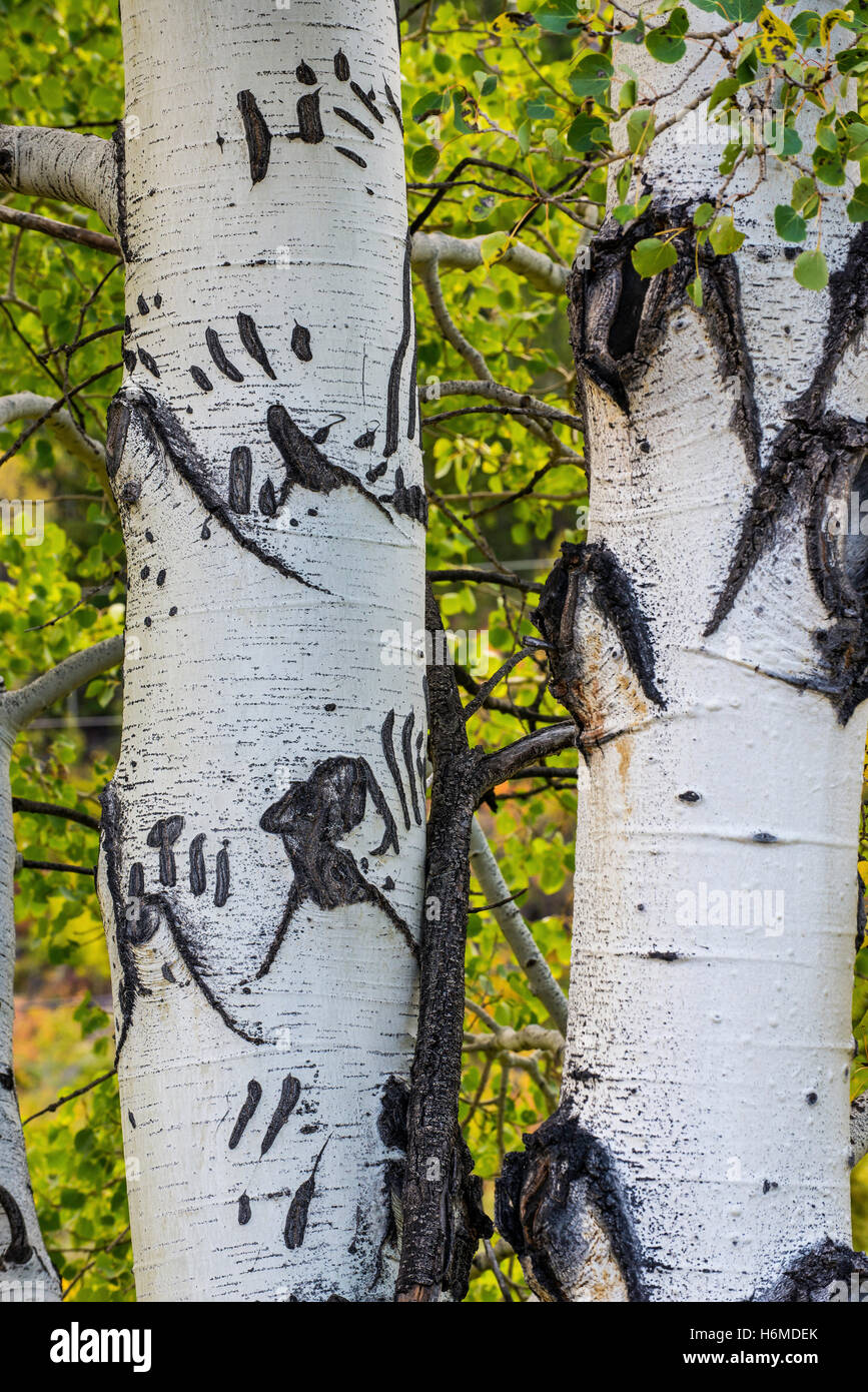 Quaking Aspen tree trunks (Populus tremuloides) with bear claw marks in bark, Sun River Canyon, Rocky mountains, Montana USA Stock Photo