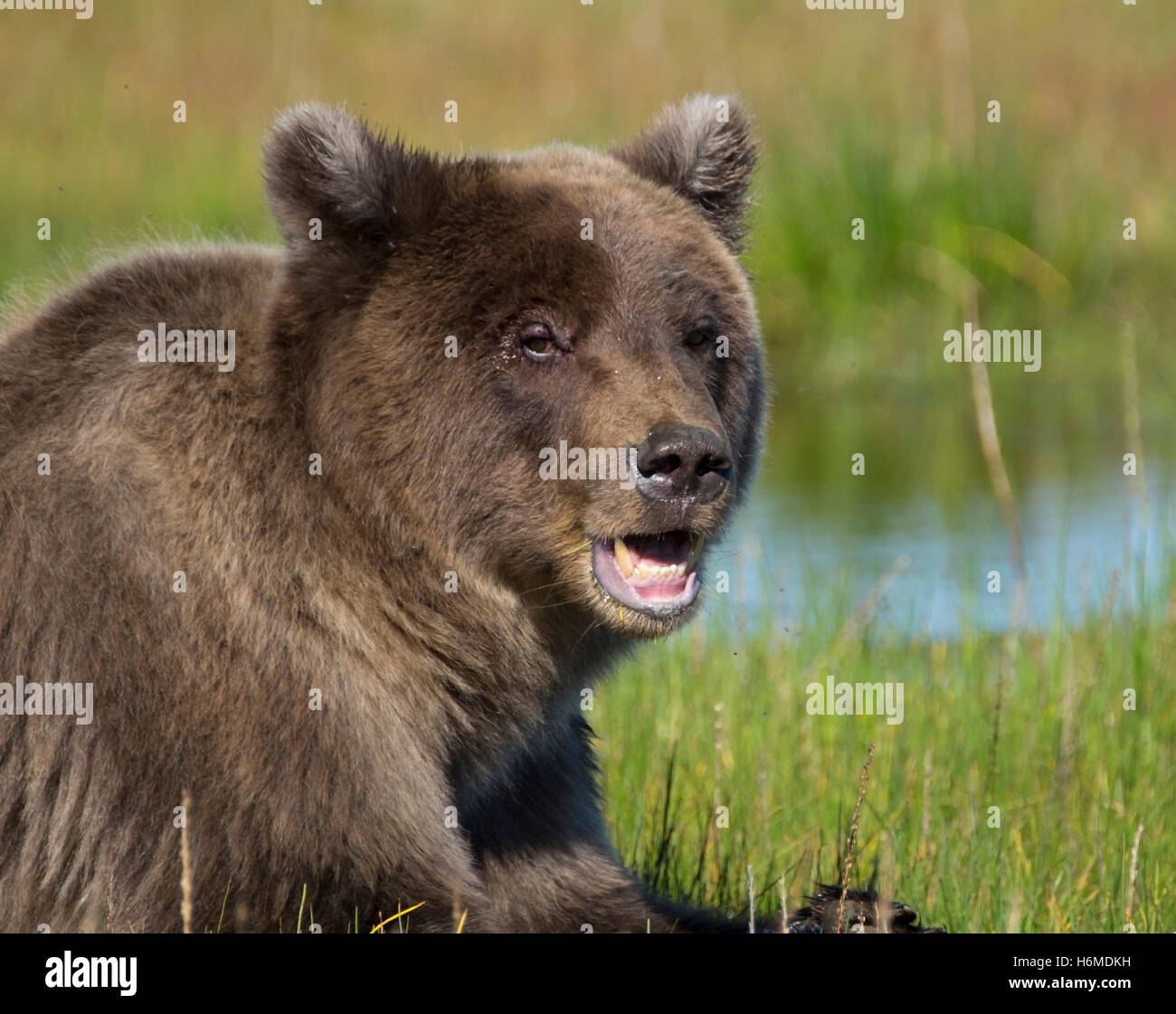 Coastal Brown Bear in Lake Clark National Preserve Stock Photo