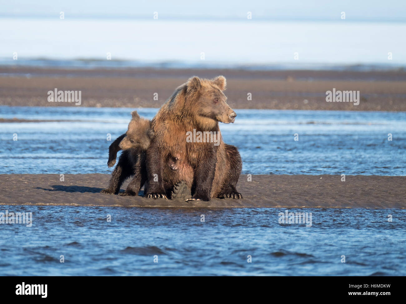 Coastal Brown Bear mother and cub in Lake Clark National Preserve Stock ...