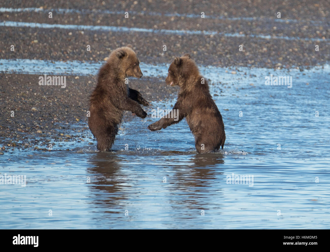 Two Coastal Brown Bear cubs playing and fighting in Silver Salmon Creek ...