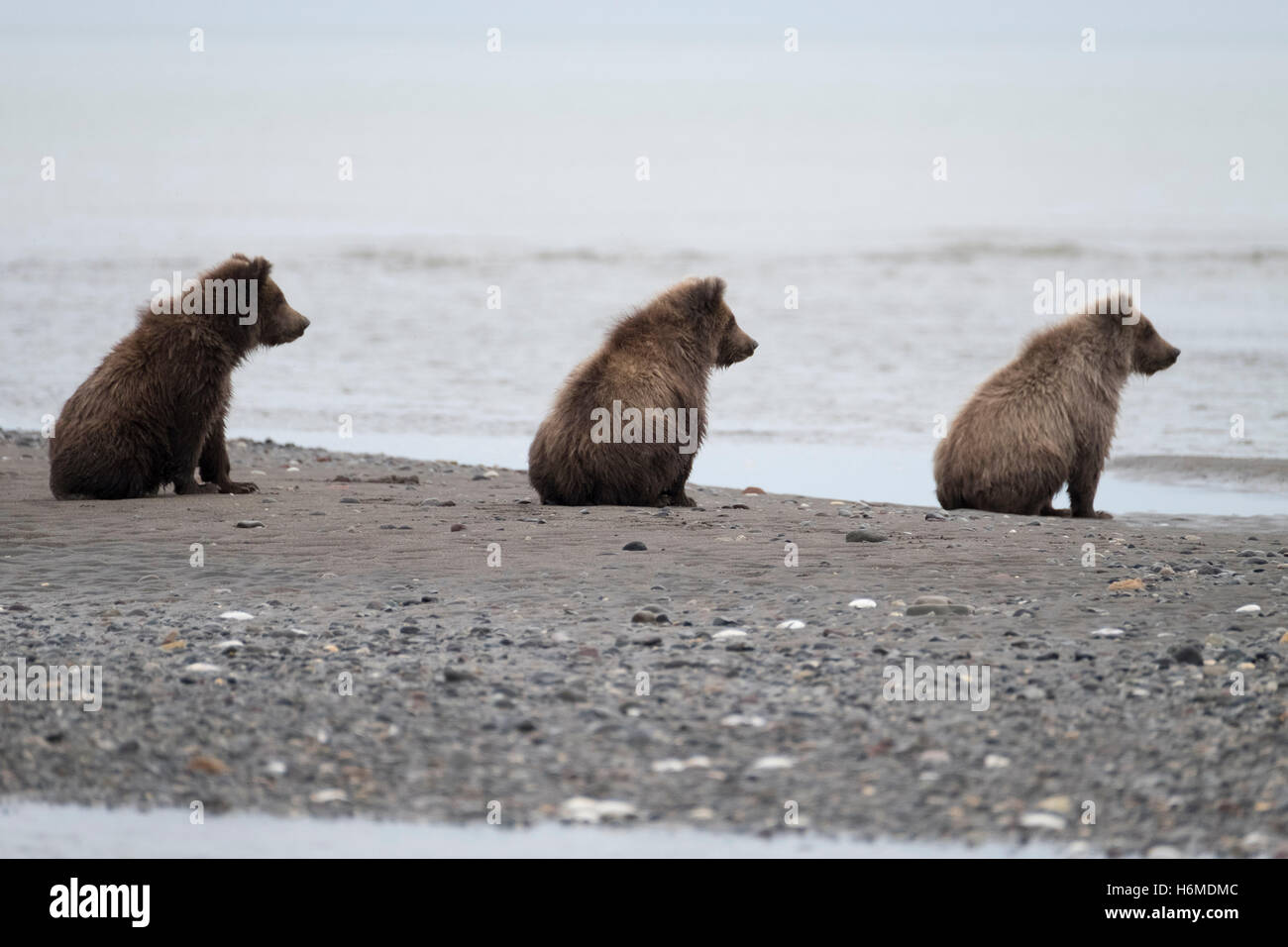 Three Coastal Brown Bear cubs watching their mother fish in Lake Clark ...