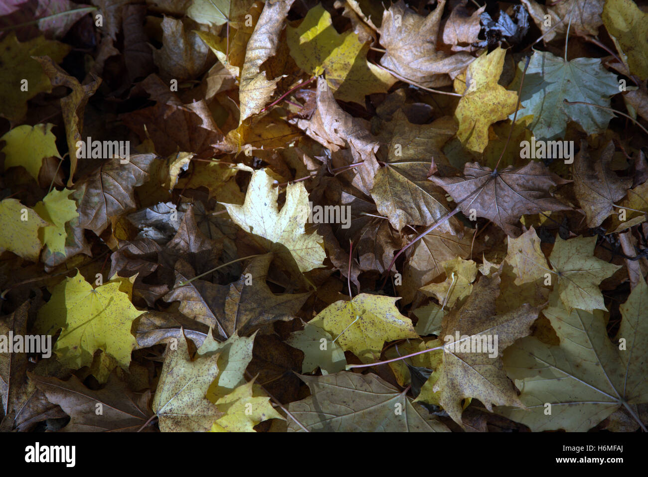 Abstract leaf backgrounds fallen leaves on the forest floor Stock Photo