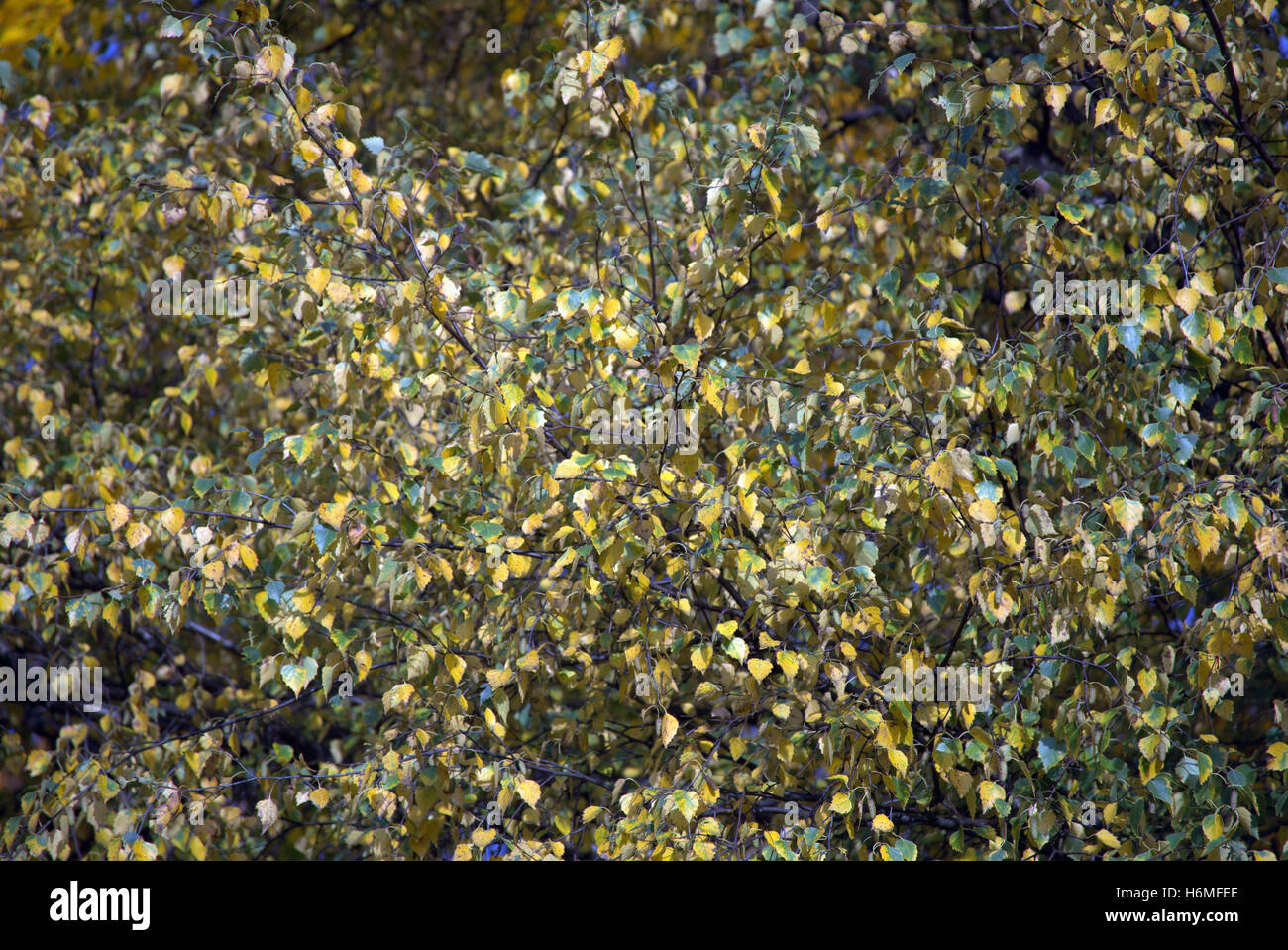 Autumn foliage trees golden leaves patterns and color Stock Photo - Alamy