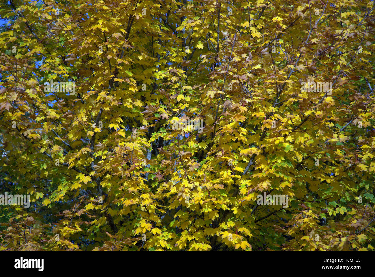 Autumn foliage trees golden leaves patterns and color Stock Photo