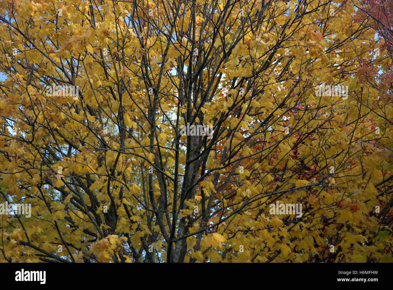 Autumn foliage trees golden leaves patterns and color Stock Photo - Alamy