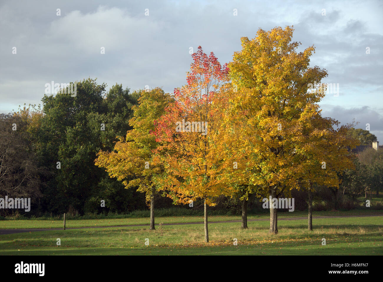 Autumn foliage trees golden leaves patterns and color Stock Photo - Alamy