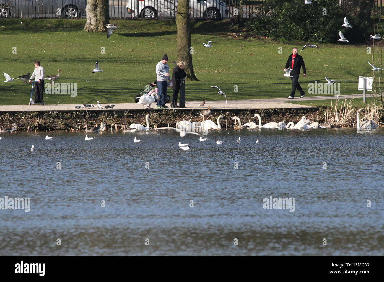 People feeding swans in Lurgan Park Lake, Lurgan, County Armagh, Northern Ireland. Stock Photo