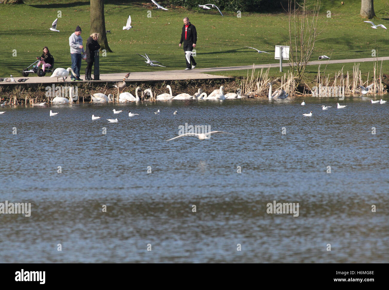 People feeding swans in Lurgan Park Lake, Lurgan, County Armagh, Northern Ireland. Stock Photo