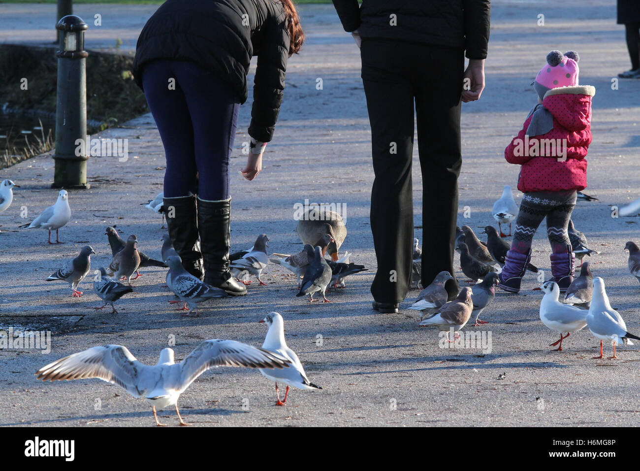 A family feeding birds in Lurgan Park, Lurgan, Northern Ireland Stock
