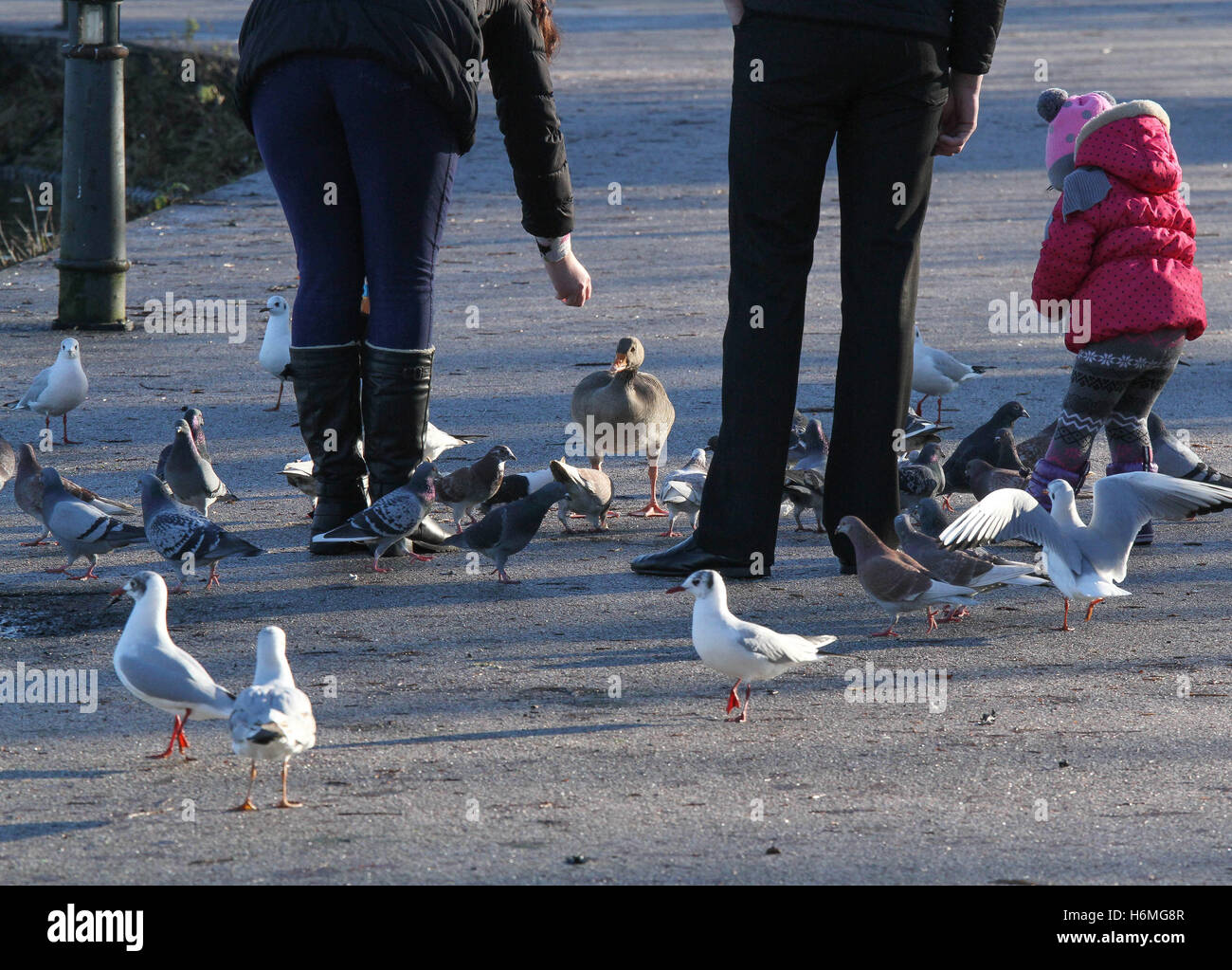 A family feeding birds in Lurgan Park, Lurgan, Northern Ireland Stock