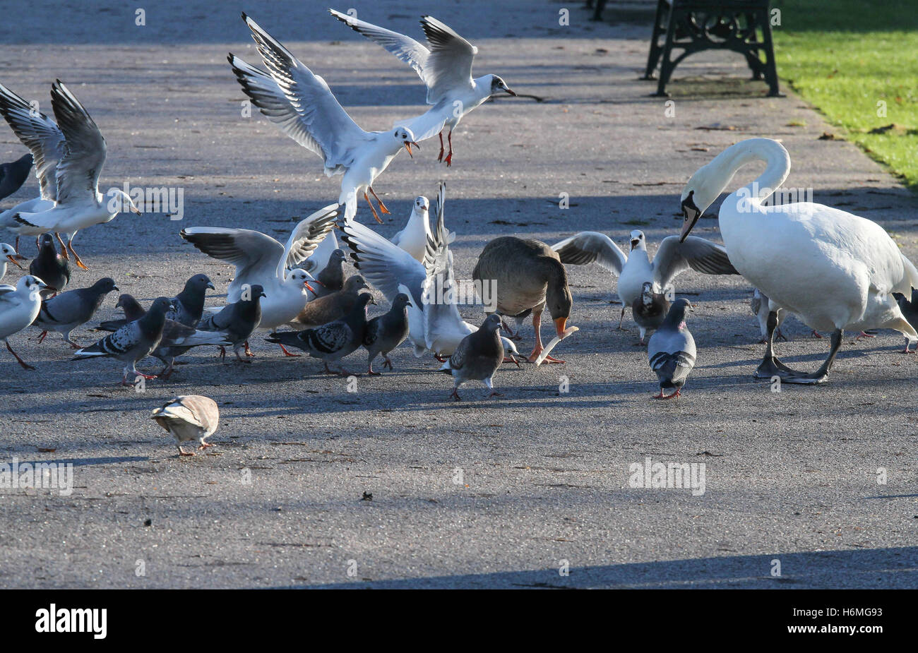 Wild birds fighting for bread at Lurgan Park Lake, Lurgan, County Armagh, Northern Ireland. Stock Photo