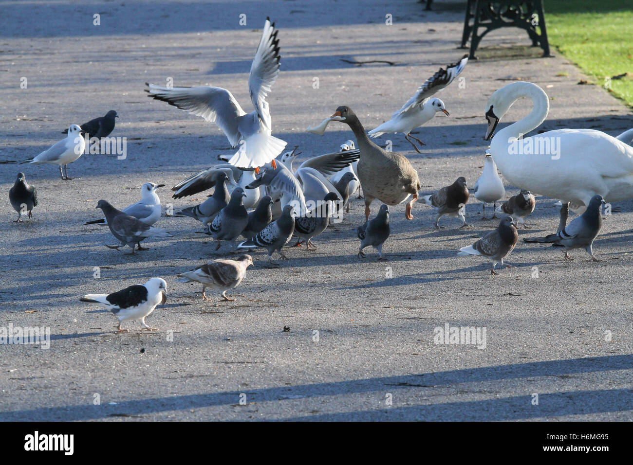 Wild birds fighting for bread at Lurgan Park Lake, Lurgan, County Armagh, Northern Ireland. Stock Photo