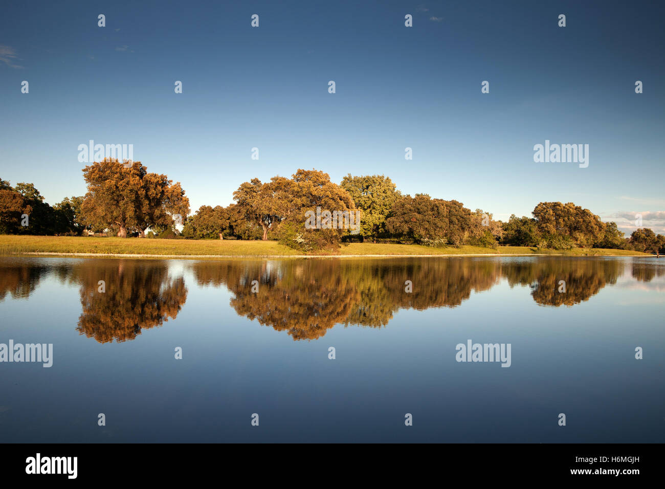 Beautiful scenery of the banks of a river with oak trees reflected in ...