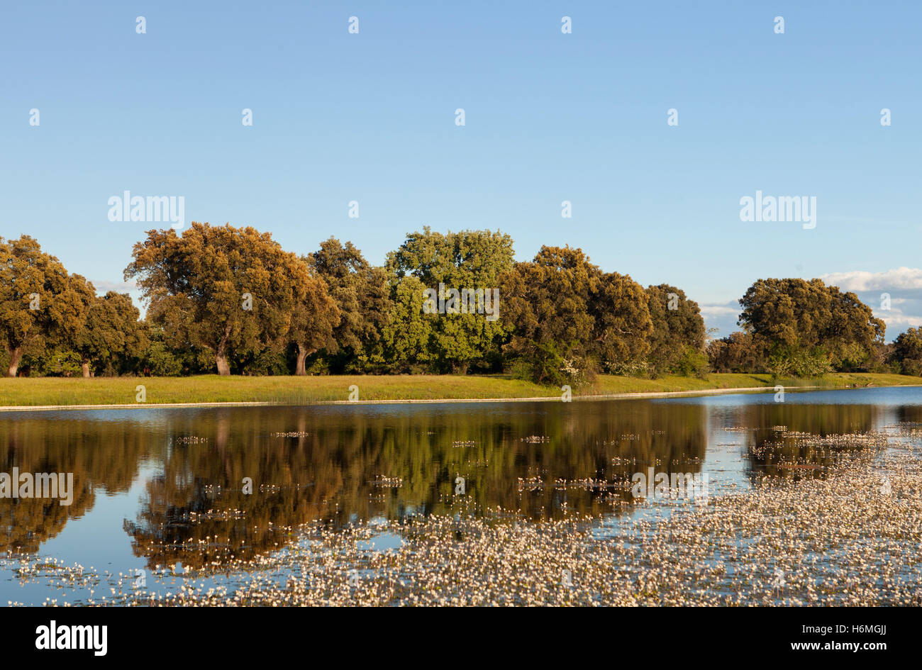 Beautiful scenery of the banks of a river with oak trees reflected in ...