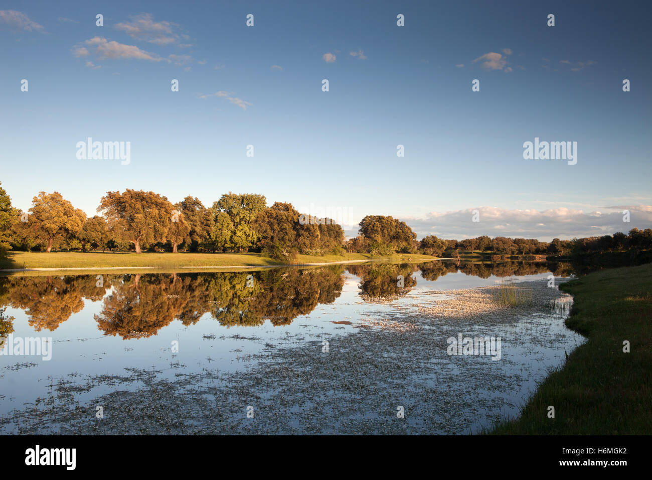 Beautiful scenery of the banks of a river with oak trees reflected in ...