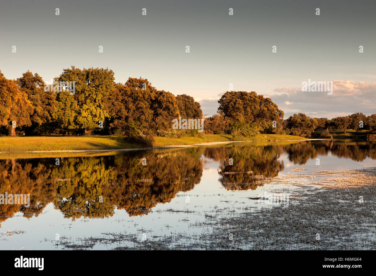 Beautiful scenery of the banks of a river with oak trees reflected in ...