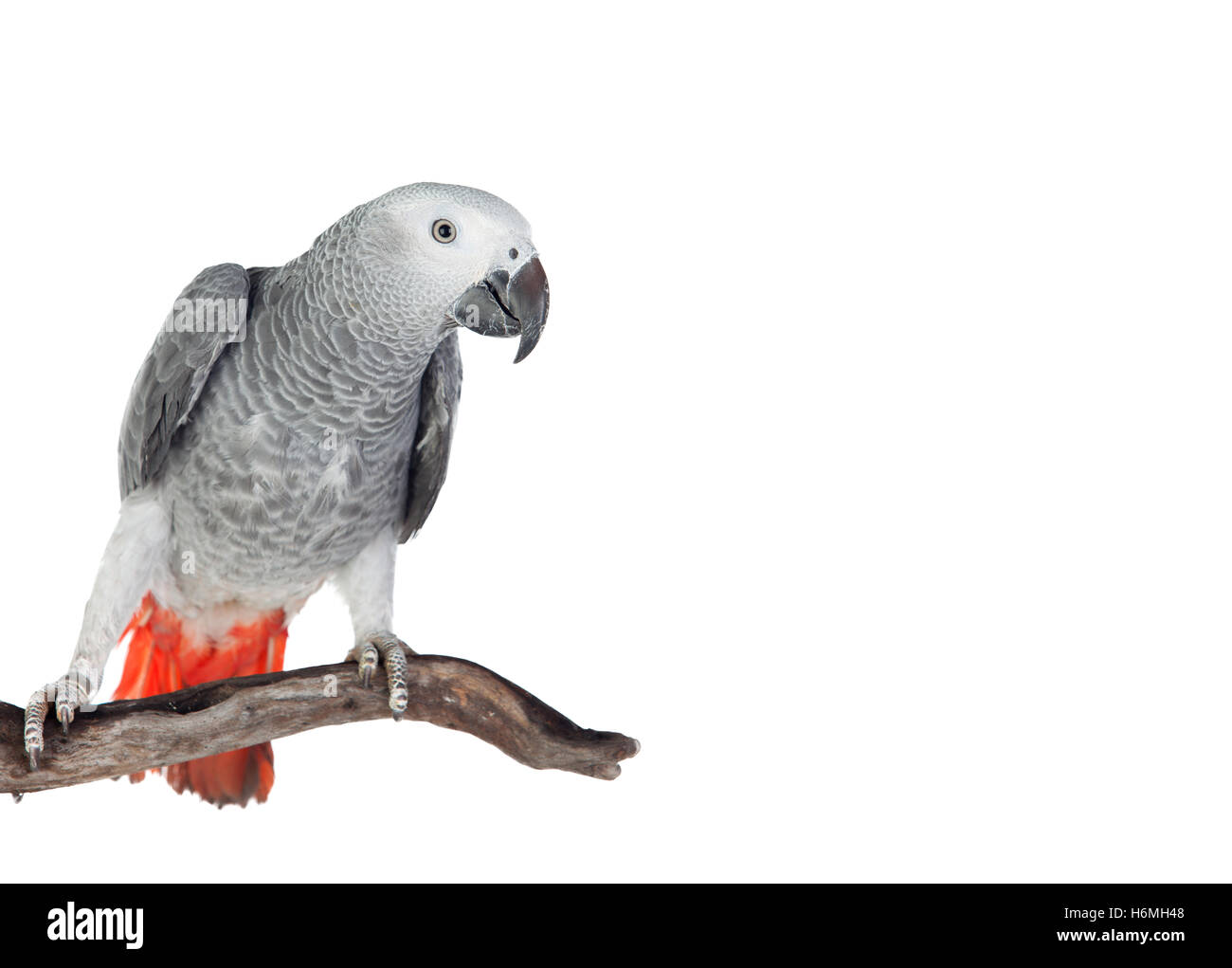 Pretty red-tailed gray parrot isolated on white background Stock Photo