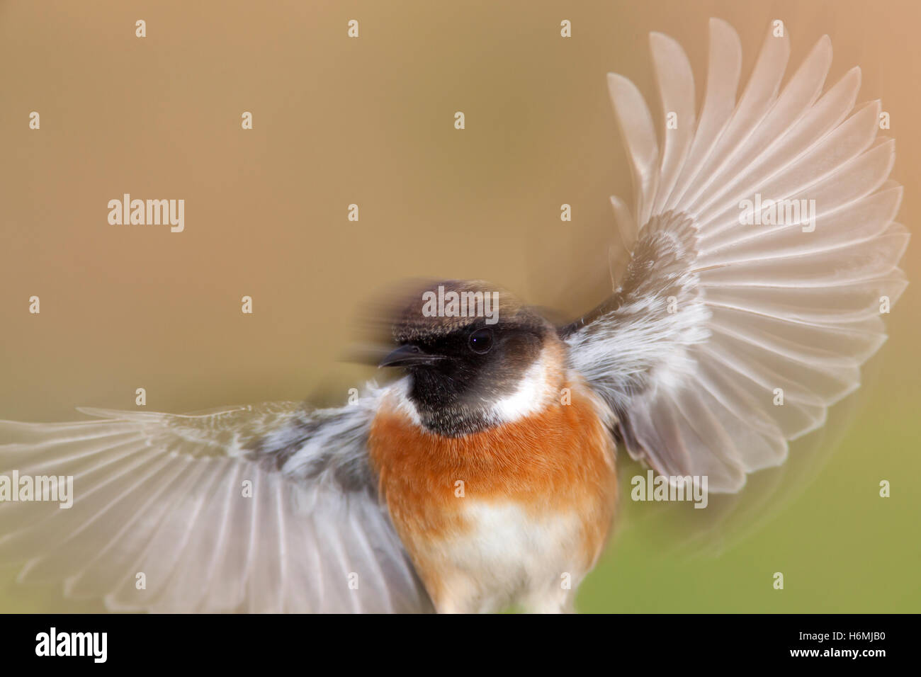 Stonechat In Flight Nice stonechat male in flight with wings in motion Stock Photo - Alamy