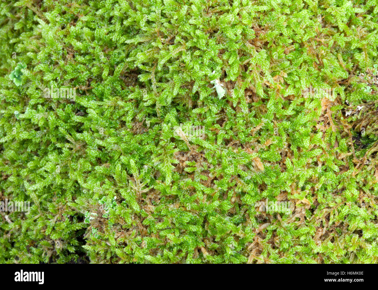 Close up moss Texture to use as wallpaper Stock Photo - Alamy