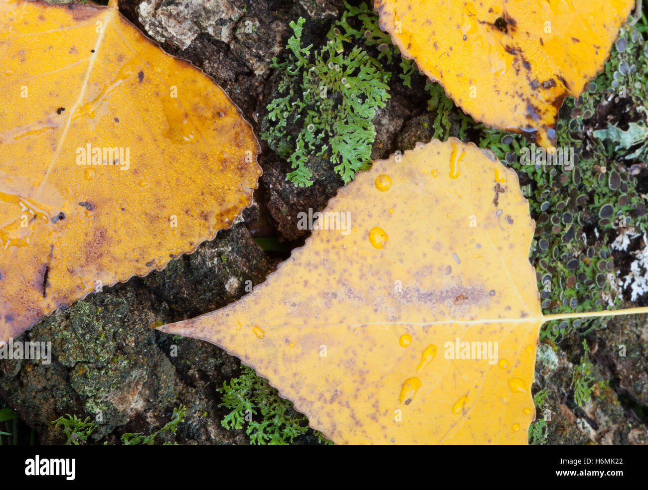 Close golden leaves in autumn for background Stock Photo - Alamy