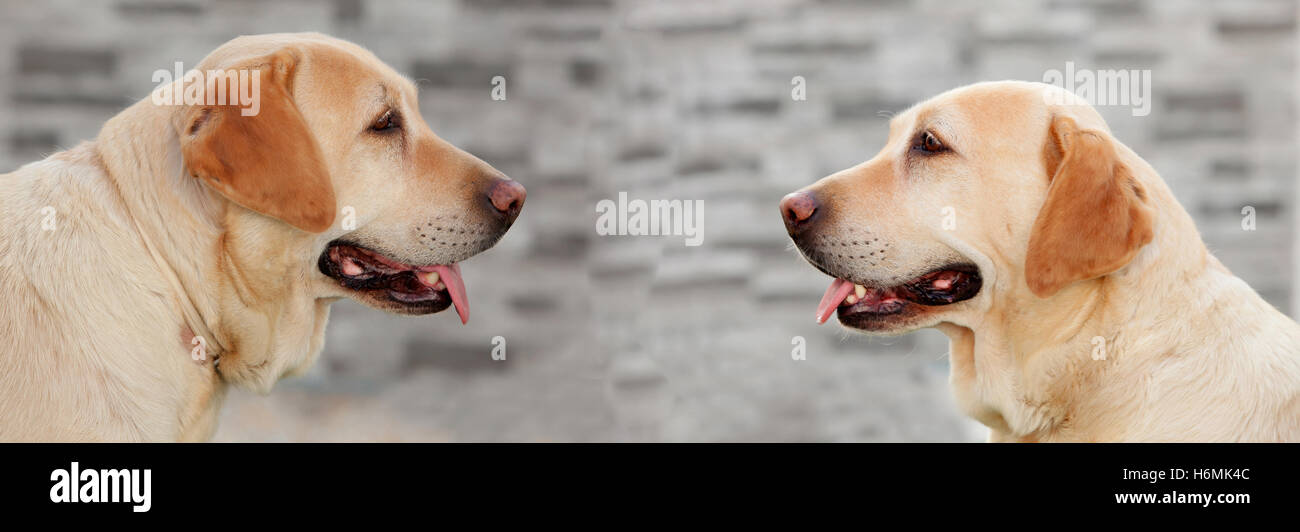 Two Beautiful Labradors looking face to face Stock Photo