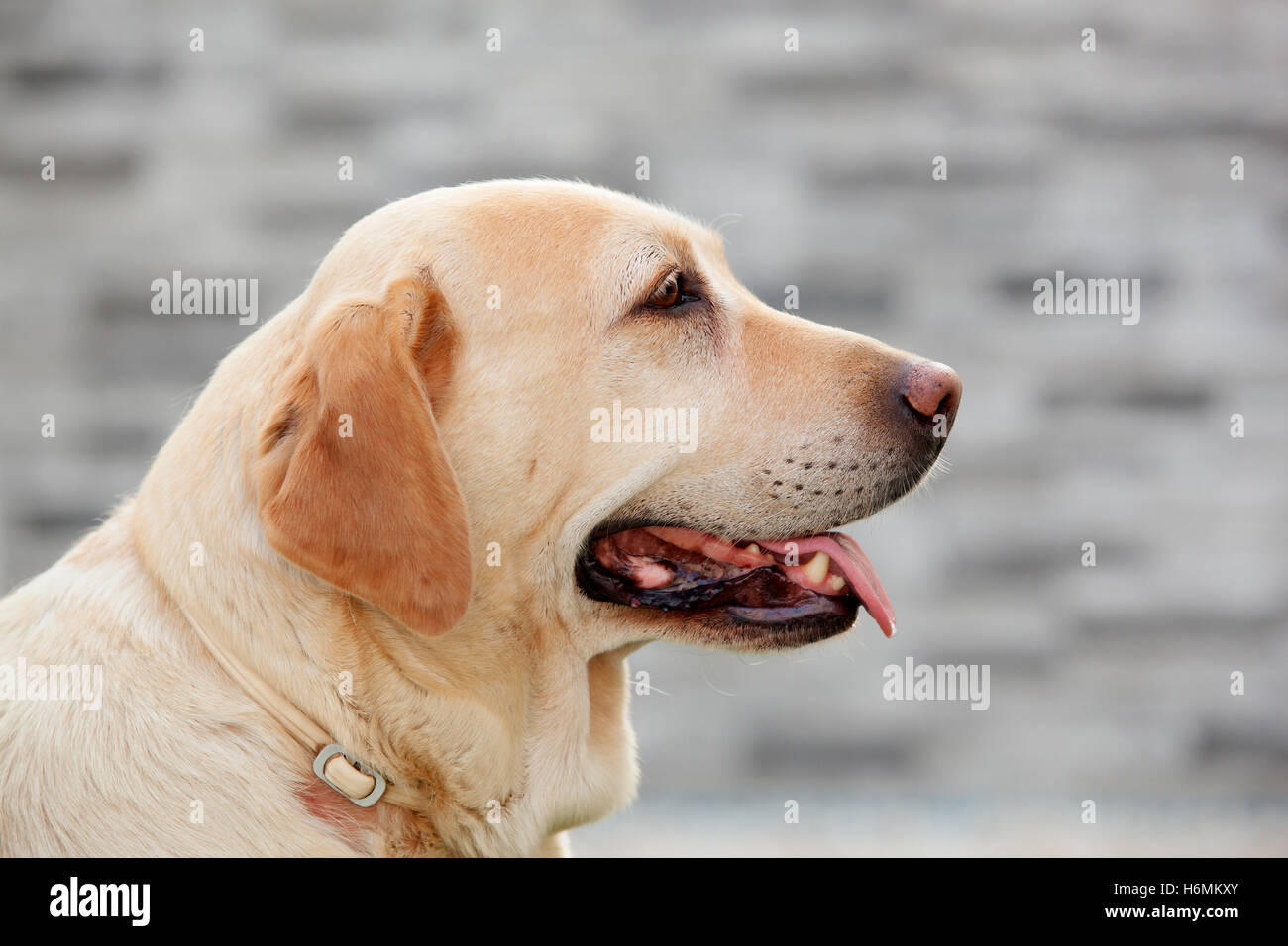 Nice golden labrador dog showing the tongue Stock Photo Alamy
