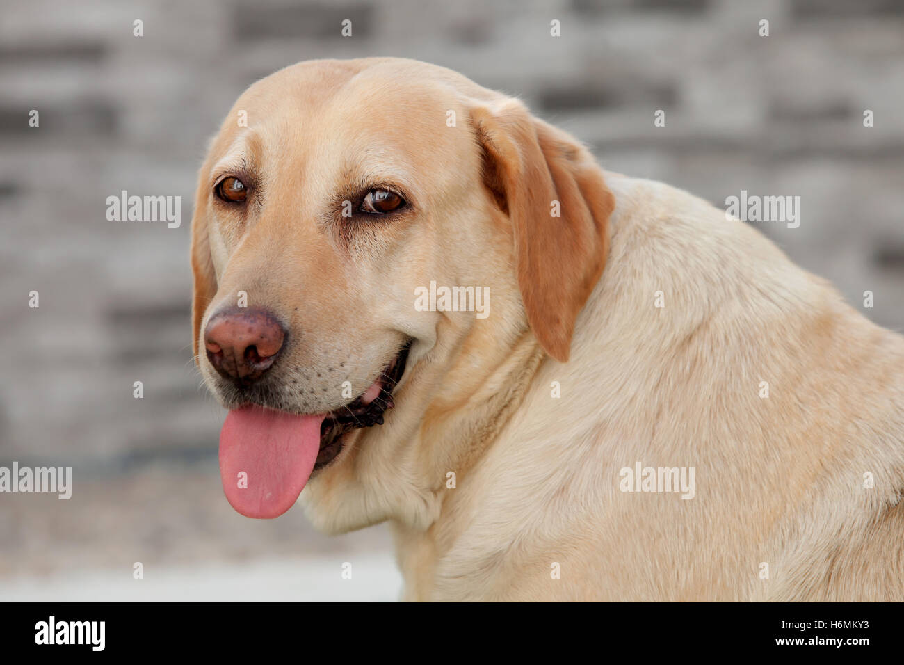 Nice golden labrador dog showing the tongue Stock Photo Alamy