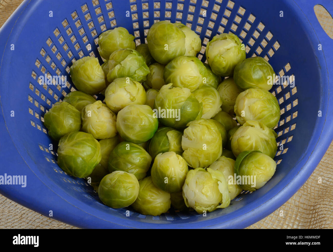 Cooked brussel sprouts draining  in blue colander Stock Photo