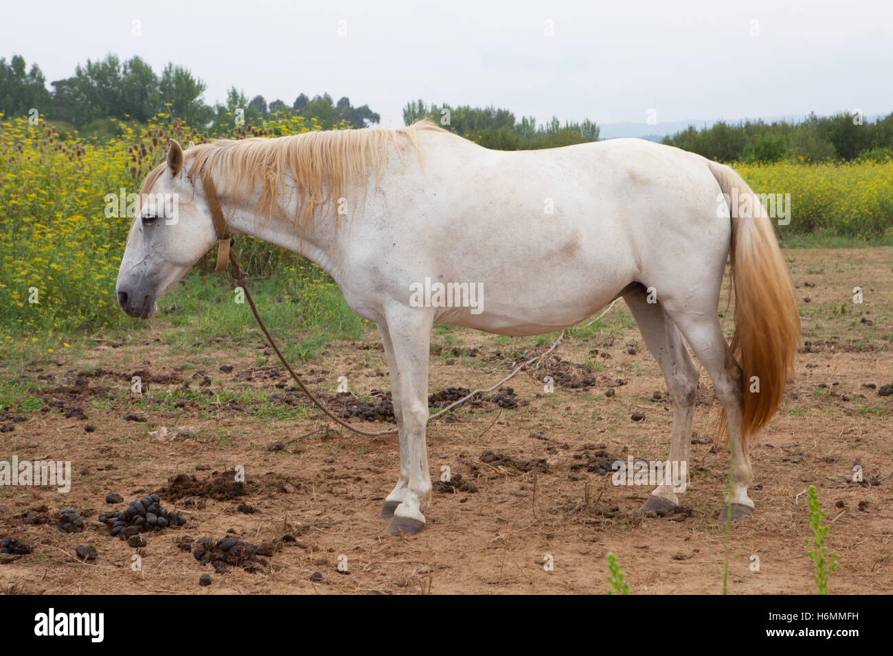 White horse in the meadow with a beautiful blue sky Stock Photo - Alamy
