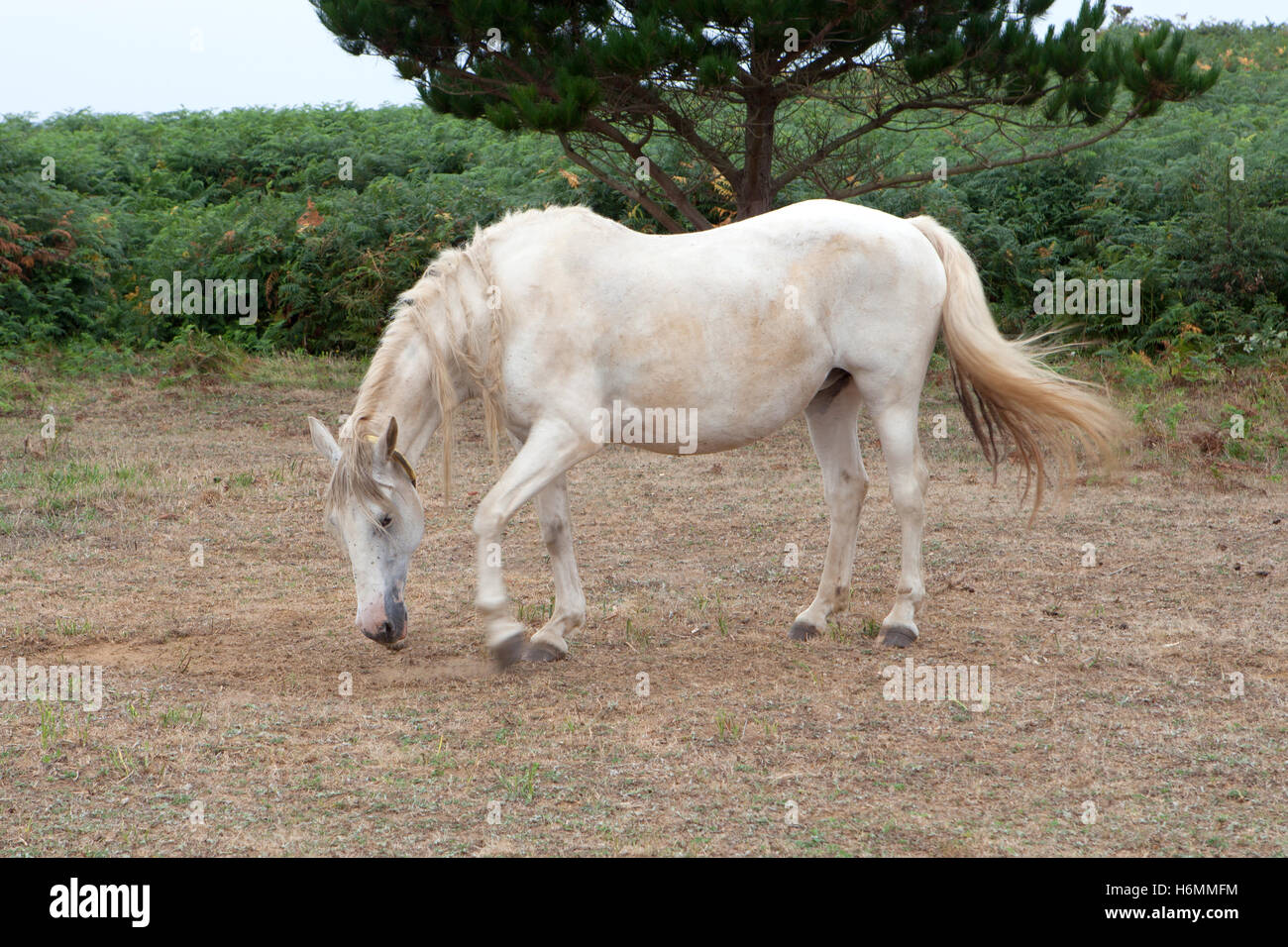 White horse in the meadow with a beautiful blue sky Stock Photo - Alamy