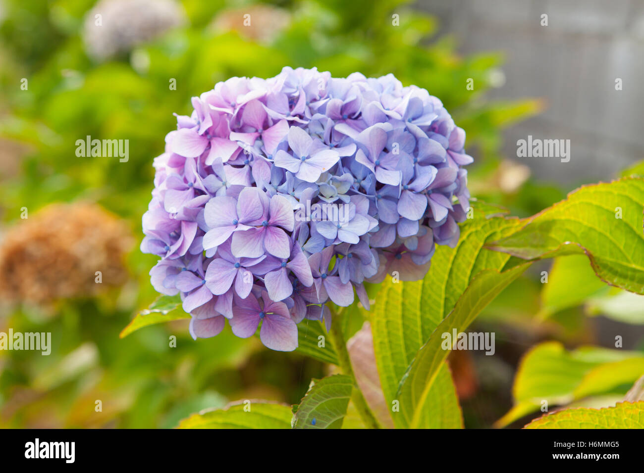 Close up photo of purple flower of a hydrangea Stock Photo - Alamy