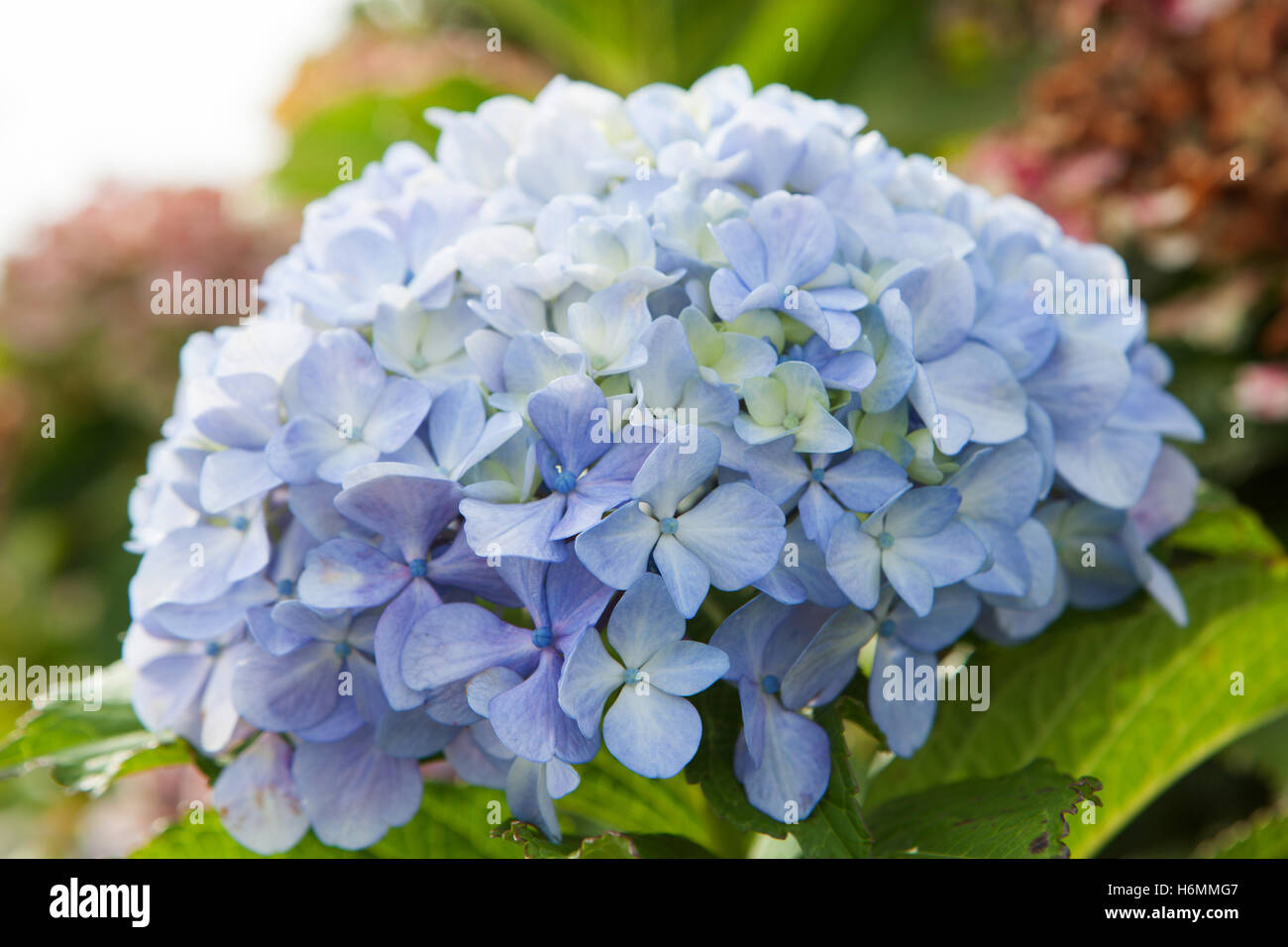 Close up photo of purple flower of a hydrangea Stock Photo - Alamy