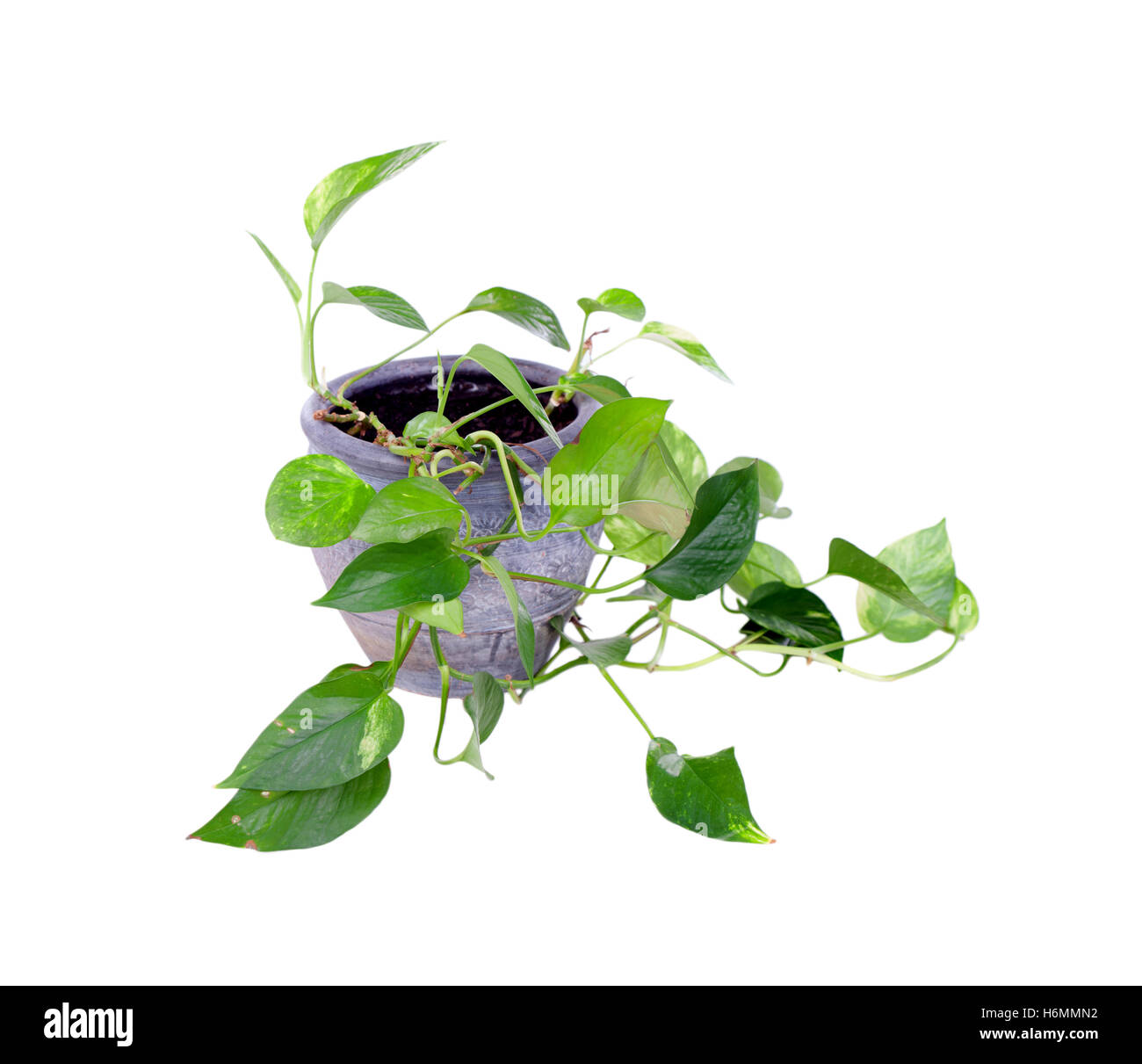 House plant in a pot isolated on white background Stock Photo - Alamy