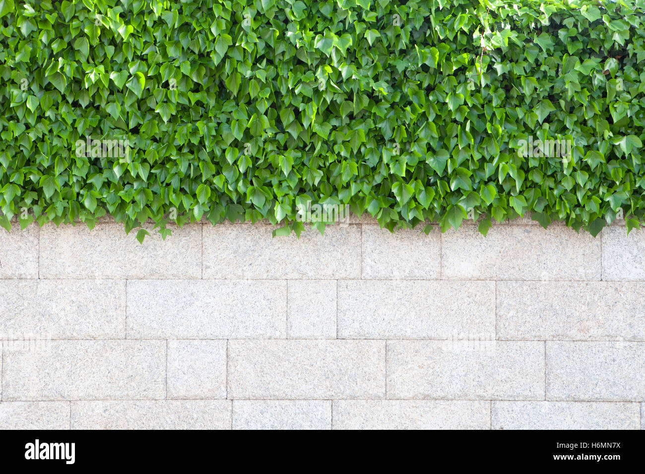 Outer wall of house covered with beautiful green leaves plants Stock Photo